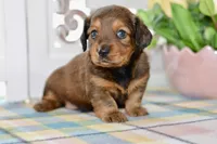Debbie, a female Miniature Dachshund for sale in Anderson, MO – 7 of 8