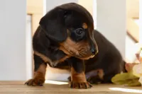 Sofie, a female Miniature Dachshund for sale in Anderson, MO – 3 of 8