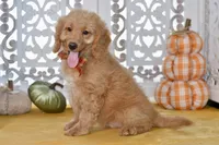 Jayce, a male Miniature Goldendoodle for sale in Anderson, MO – 7 of 8