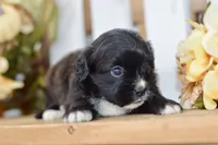 Pearl, a female Shihpoo for sale in Anderson, MO – 5 of 8