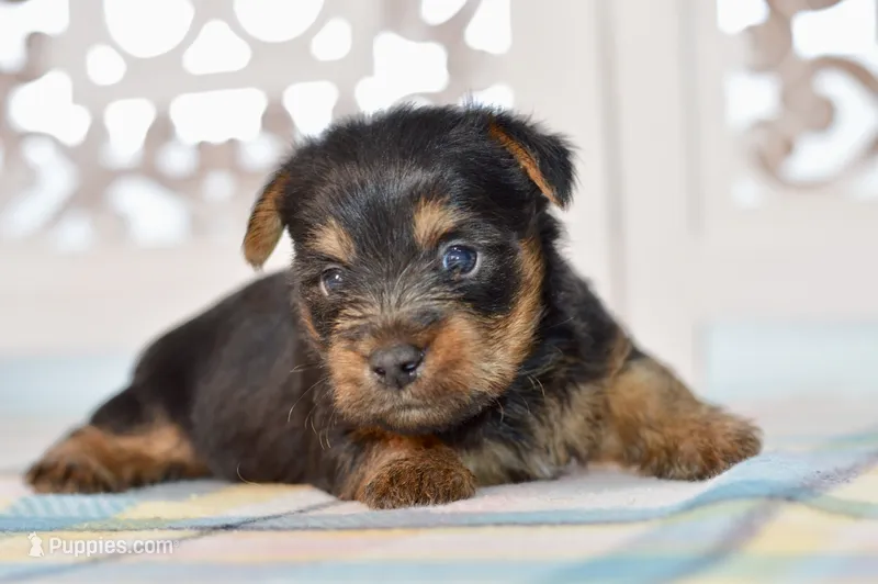Frank – Silky Terrier puppy for sale in Anderson, MO