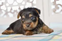 Frank, a male Silky Terrier for sale in Anderson, MO – 1 of 8
