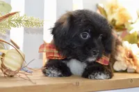 Polo, a female Shihpoo for sale in Anderson, MO – 3 of 10