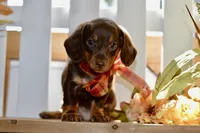 Luna, a female Miniature Dachshund for sale in Anderson, MO – 3 of 8