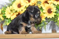 Felix, a male Silky Terrier for sale in Anderson, MO – 5 of 8