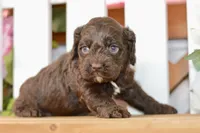 Claire, a female Cockapoo for sale in Anderson, MO – 4 of 8