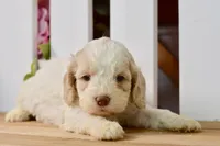 Cora, a female Cockapoo for sale in Anderson, MO – 2 of 8