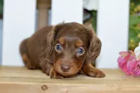 Hart, a male Dachshund for sale in Anderson, MO – 4 of 6