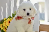 Glenn, a male Bichon Frise for sale in Anderson, MO – 7 of 8