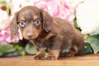 Nash, a female Miniature Dachshund for sale in Anderson, MO – 2 of 8