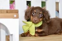 Nash, a female Miniature Dachshund for sale in Anderson, MO – 8 of 8