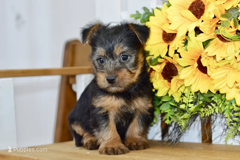 Frank – Silky Terrier puppy for sale in Anderson, MO