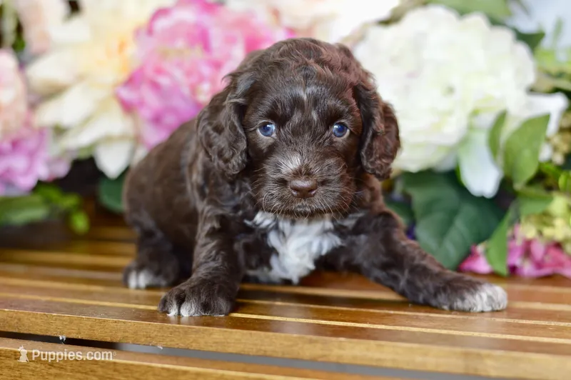 Tammy – Cockapoo puppy for sale in Anderson, MO