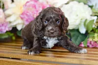 Tammy, a female Cockapoo for sale in Anderson, MO – Photo 1 of 6