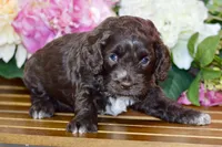 Tammy, a female Cockapoo for sale in Anderson, MO – Photo 2 of 6