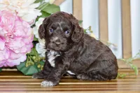 Tammy, a female Cockapoo for sale in Anderson, MO – Photo 6 of 6