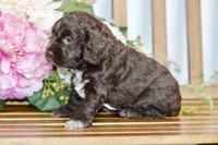 Tammy, a female Cockapoo for sale in Anderson, MO – Photo 5 of 6