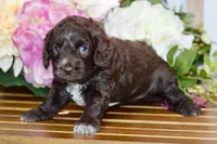 Tammy, a female Cockapoo for sale in Anderson, MO – Photo 4 of 6