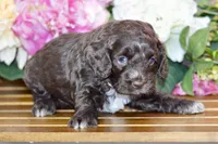 Tammy, a female Cockapoo for sale in Anderson, MO – Photo 3 of 6