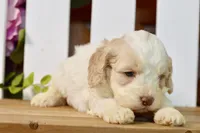 Cora, a female Cockapoo for sale in Anderson, MO – 3 of 8