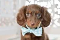 Nellie, a female Miniature Dachshund for sale in Anderson, MO – 8 of 8
