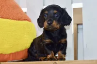 Grace, a female Dachshund for sale in Anderson, MO – 2 of 8