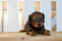 Gwen, a female Dachshund for sale in Anderson, MO – 2 of 8
