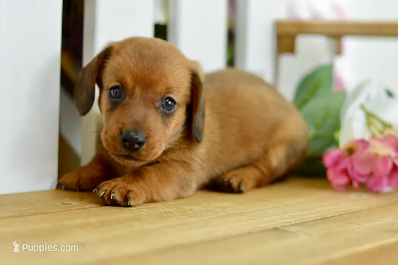 Harris – Dachshund puppy for sale in Anderson, MO
