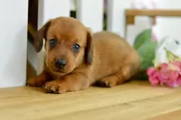 Harris, a male Dachshund for sale in Anderson, MO – 1 of 8