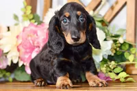 Able, a male Miniature Dachshund for sale in Anderson, MO – 2 of 8