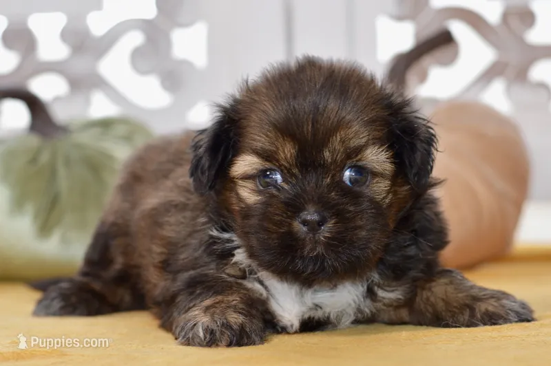 Willow – Shih Tzu puppy for sale in Anderson, MO