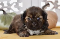 Willow, a female Shih Tzu for sale in Anderson, MO – 1 of 8