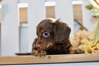 Claudine, a female Miniature Dachshund for sale in Anderson, MO – 3 of 8