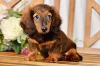 Aaron, a male Miniature Dachshund for sale in Anderson, MO – 5 of 8