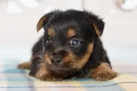 Fern, a female Silky Terrier for sale in Anderson, MO – 2 of 8
