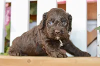 Claire, a female Cockapoo for sale in Anderson, MO – 7 of 8