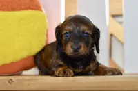 Gabby, a female Dachshund for sale in Anderson, MO – 3 of 8