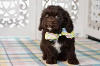 Claire, a female Cockapoo for sale in Anderson, MO – 4 of 8