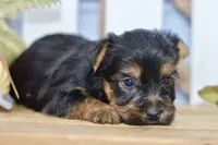 Everest, a male Silky Terrier for sale in Anderson, MO – 7 of 8