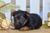 Emma, a female Silky Terrier for sale in Anderson, MO – 6 of 7