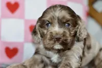 processed/058052fe-f2b0-4892-8738-594cd65f869f/listing/f1b6846e-fb21-4e70-8666-42565e63c98b/716bd0d8-a361-4a03-8a1d-e2facbc43625