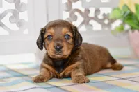 Debbie, a female Miniature Dachshund for sale in Anderson, MO – 8 of 8
