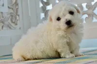 Gilbert, a male Bichon Frise for sale in Anderson, MO – 6 of 8