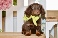 Osborn, a male Miniature Dachshund for sale in Anderson, MO – 7 of 7