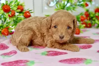 Josey, a female Miniature Goldendoodle for sale in Anderson, MO – 4 of 8