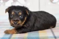 Fern, a female Silky Terrier for sale in Anderson, MO – 4 of 8
