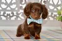 Nellie, a female Miniature Dachshund for sale in Anderson, MO – 3 of 8