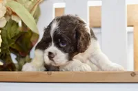 Russell, a male Cocker Spaniel for sale in Anderson, MO – 6 of 8