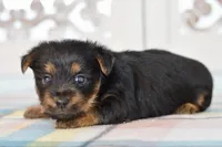 Fern, a female Silky Terrier for sale in Anderson, MO – 7 of 8