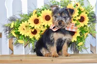Fern, a female Silky Terrier for sale in Anderson, MO – 3 of 8